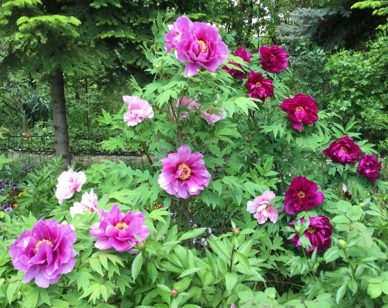 07079939-D39B-4F21-9E2E-0418E33B230B - Bujori arbustivi