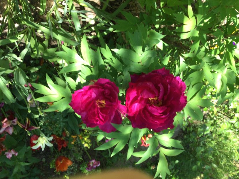 F68AC2FD-BC5C-4AEC-88FF-813BED549196 - Bujori arbustivi