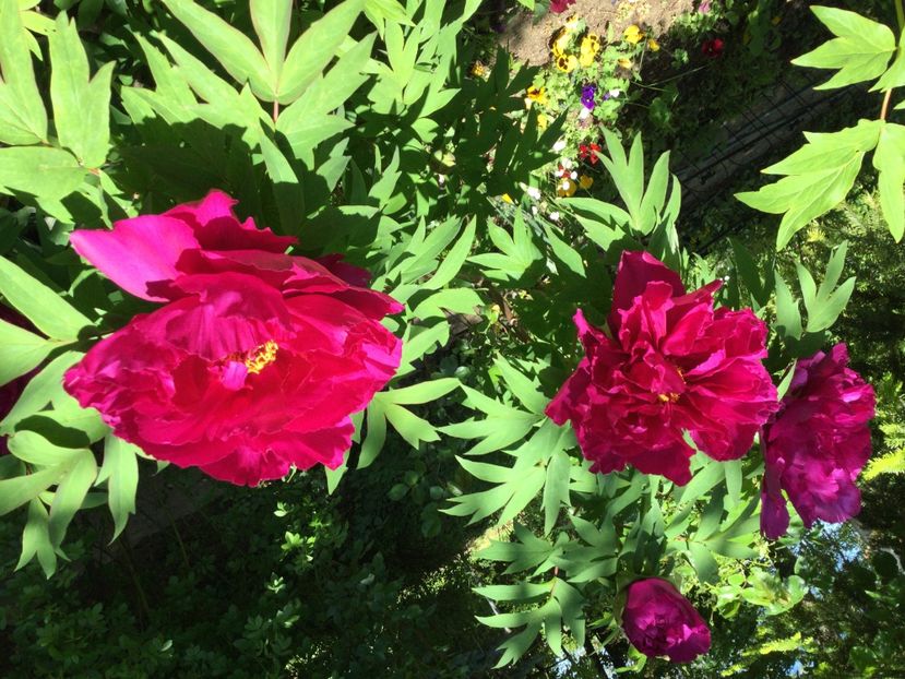 57E3985C-DC4F-4ED8-9934-EB92E9B3EBE1 - Bujori arbustivi