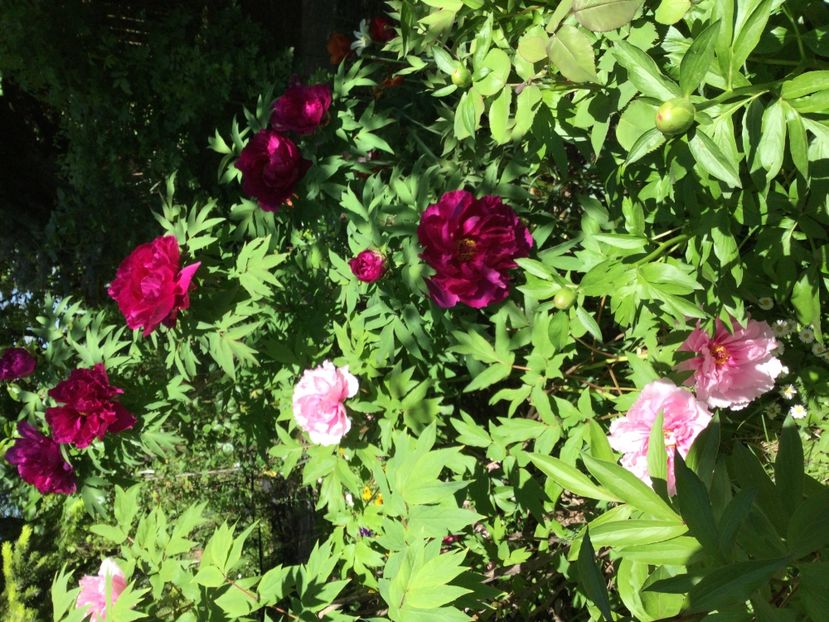 6540E32E-F9AE-462C-8653-22AD8B966447 - Bujori arbustivi