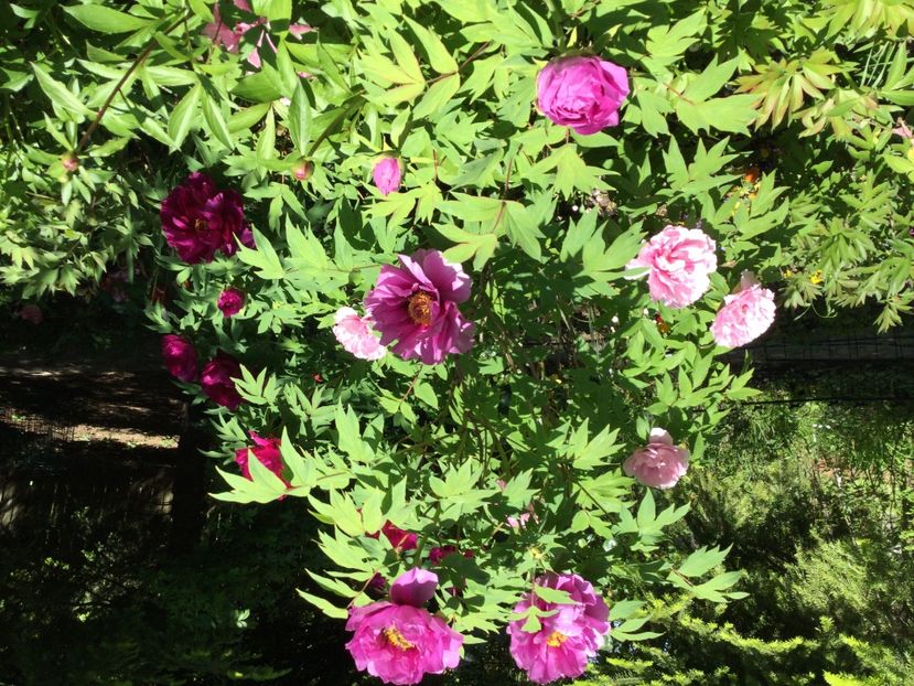 C0A8AD58-2BD8-49F8-BC40-90BCB312D843 - Bujori arbustivi