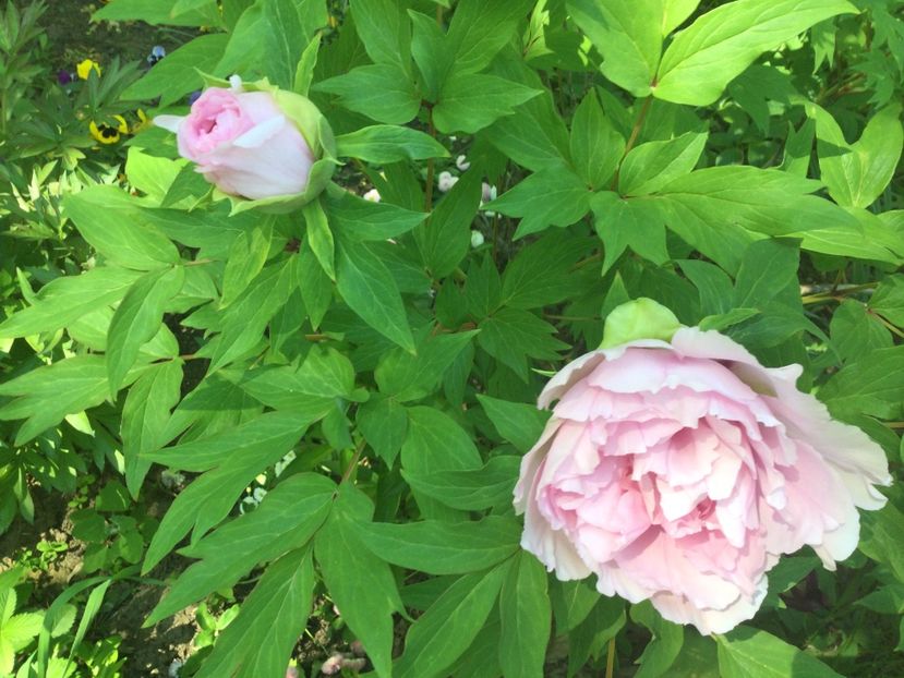 65DAD090-C6DD-4DA8-A56E-CA1E2299F4AB - Bujori arbustivi