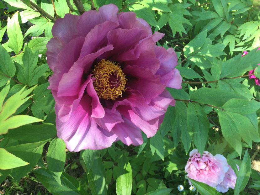 9EF0AAA7-A748-49B6-A8F1-70AD875E0E17 - Bujori arbustivi