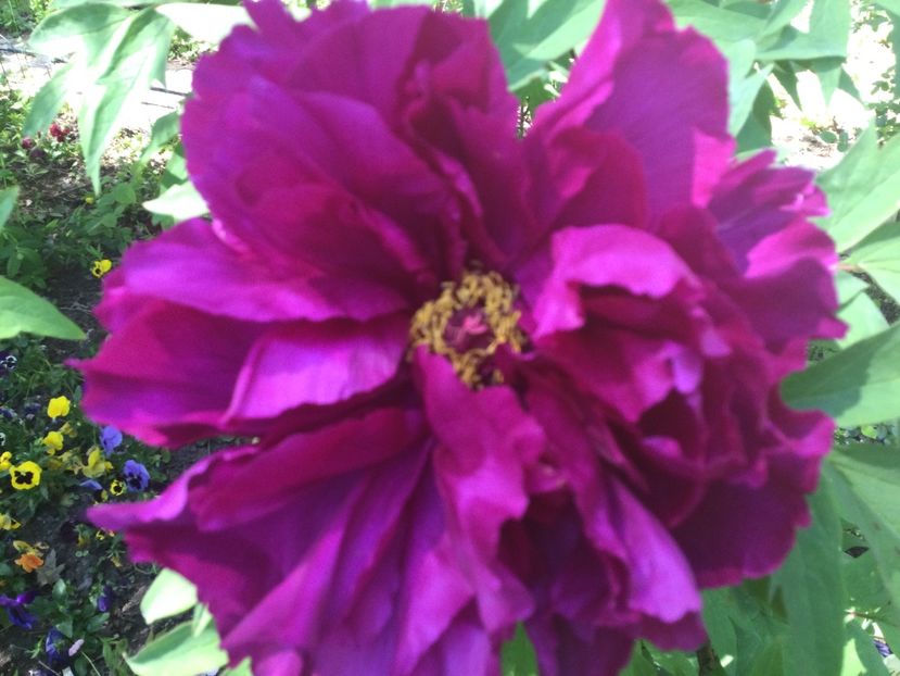 0D96AE89-72CF-40D1-885C-5B93A4B55814 - Bujori arbustivi