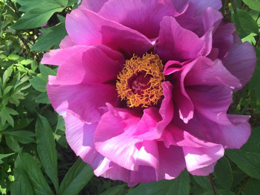 54499E26-508C-4B65-891B-143658AA8F36 - Bujori arbustivi