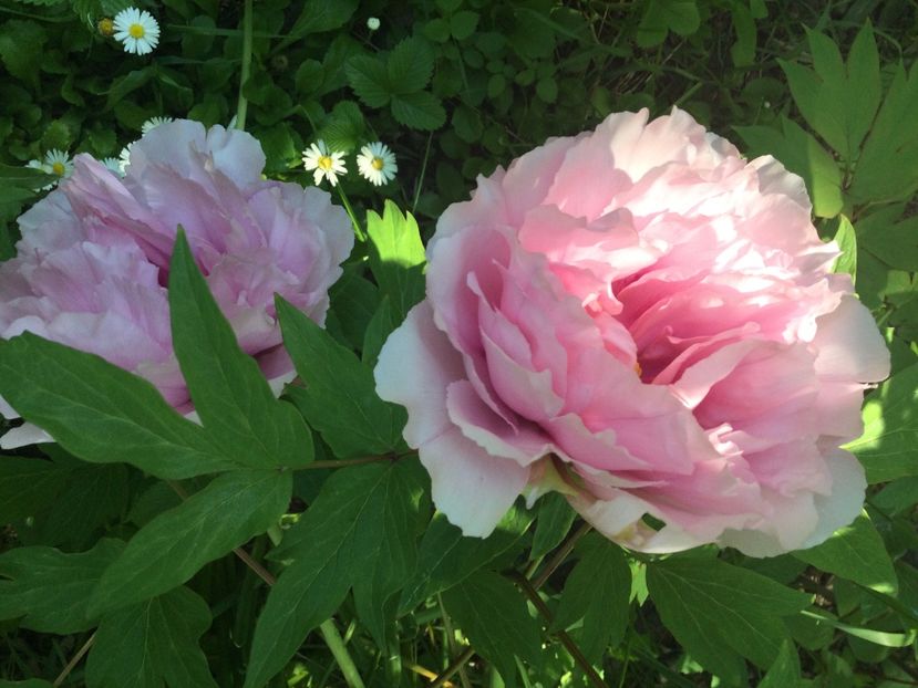 97C3C0EA-F08C-4BAE-85D1-FAA9B6799127 - Bujori arbustivi