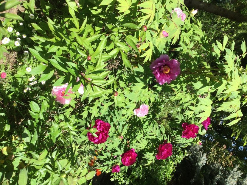 F31266FE-1F31-4A0B-AA97-6A8486483449 - Bujori arbustivi