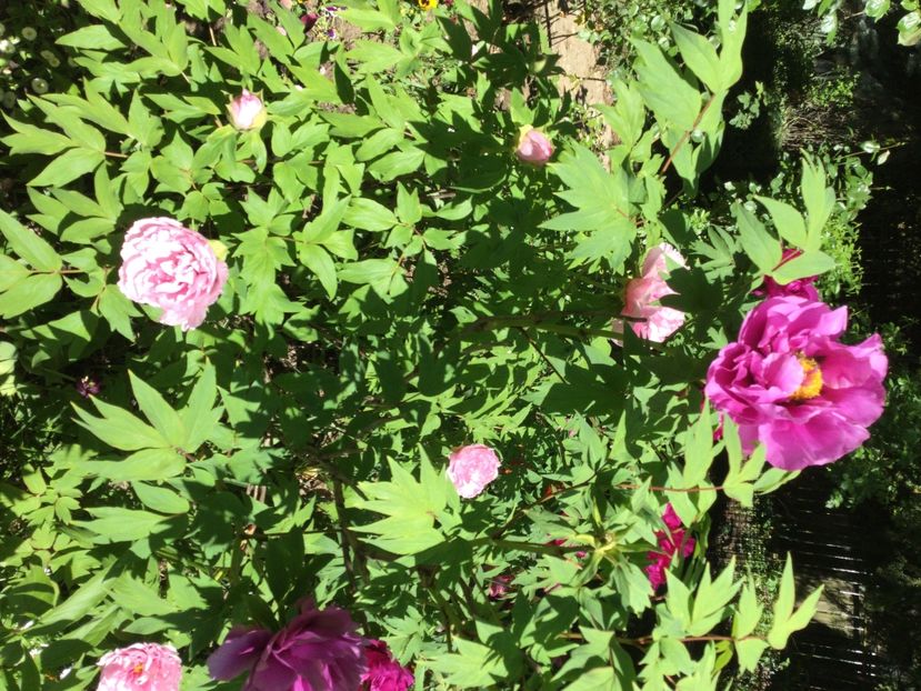 F35177DF-2682-4326-B35B-92360FCABDCC - Bujori arbustivi