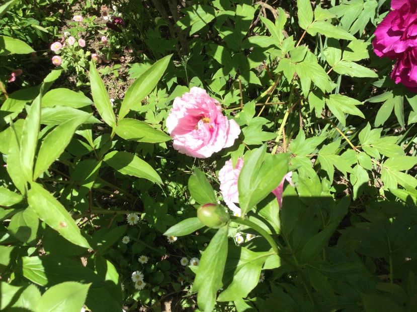 BC9FBFB1-ACB9-4D83-8877-41A155D88434 - Bujori arbustivi