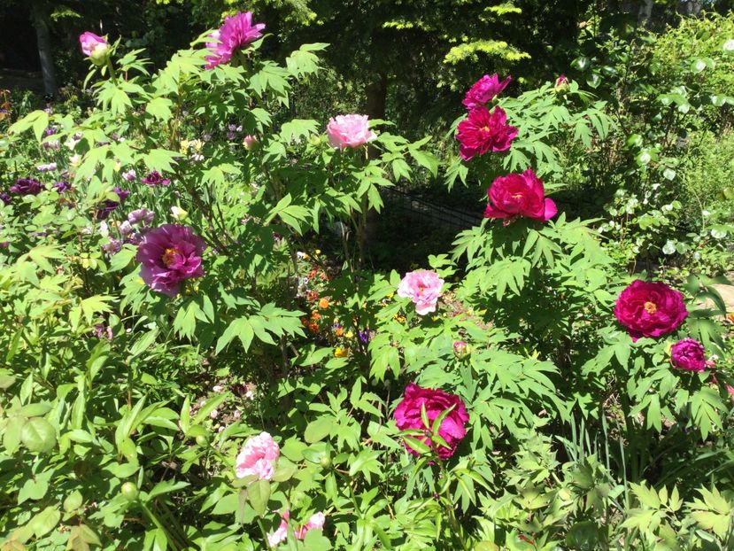 16D1B679-71DB-483D-9554-992DD9DED0A0 - Bujori arbustivi