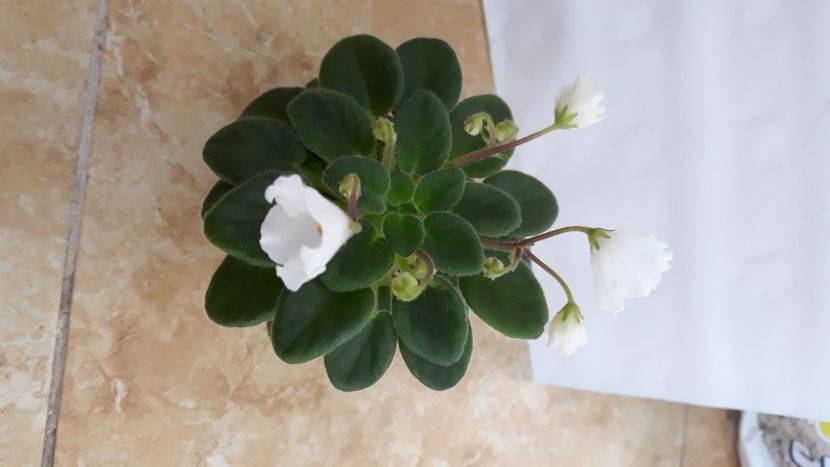  - Alan s White Feather