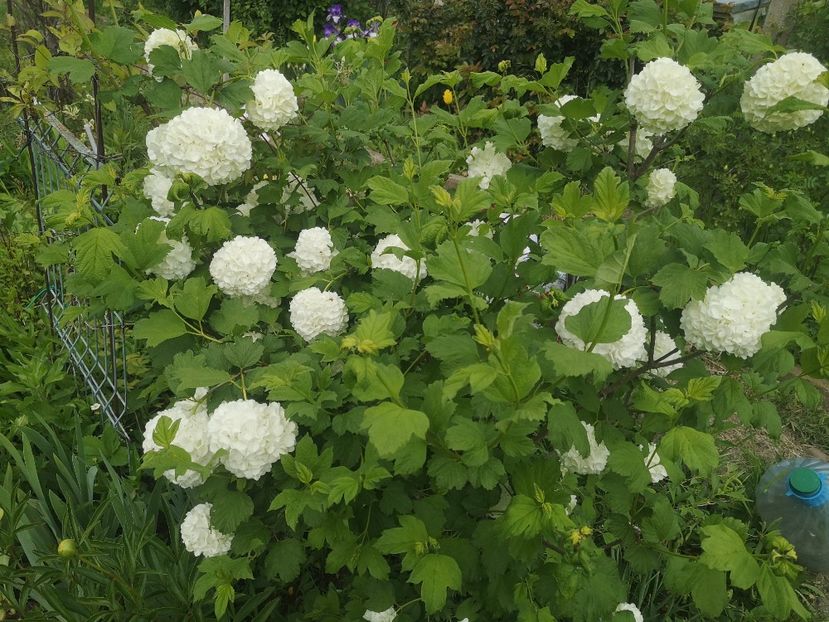  - arbori ornamentali 2021