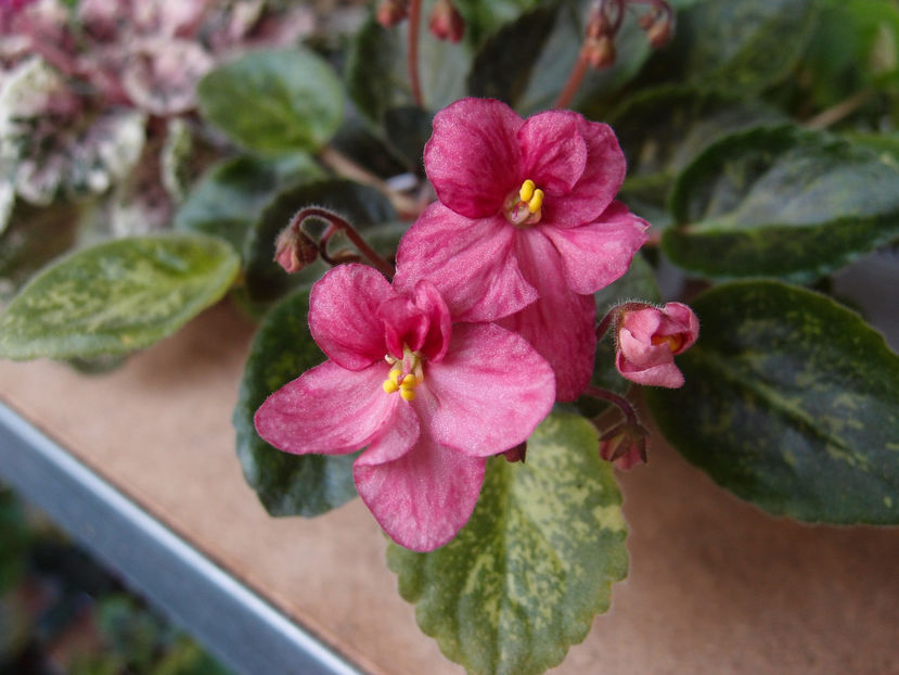 Macs Freckled Faced Redhead - a a Ghiceste varietatea 2021