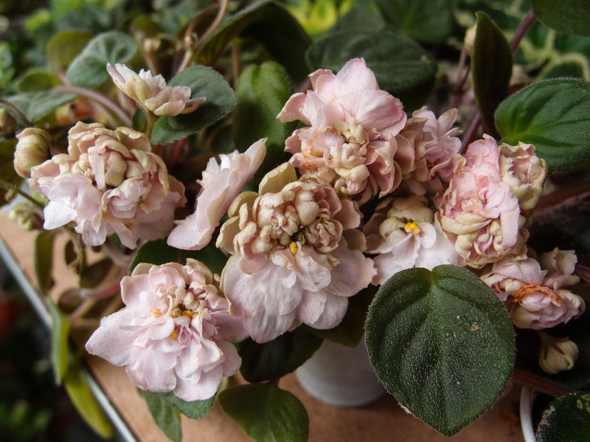 Pink Mint - a a Ghiceste varietatea 2021