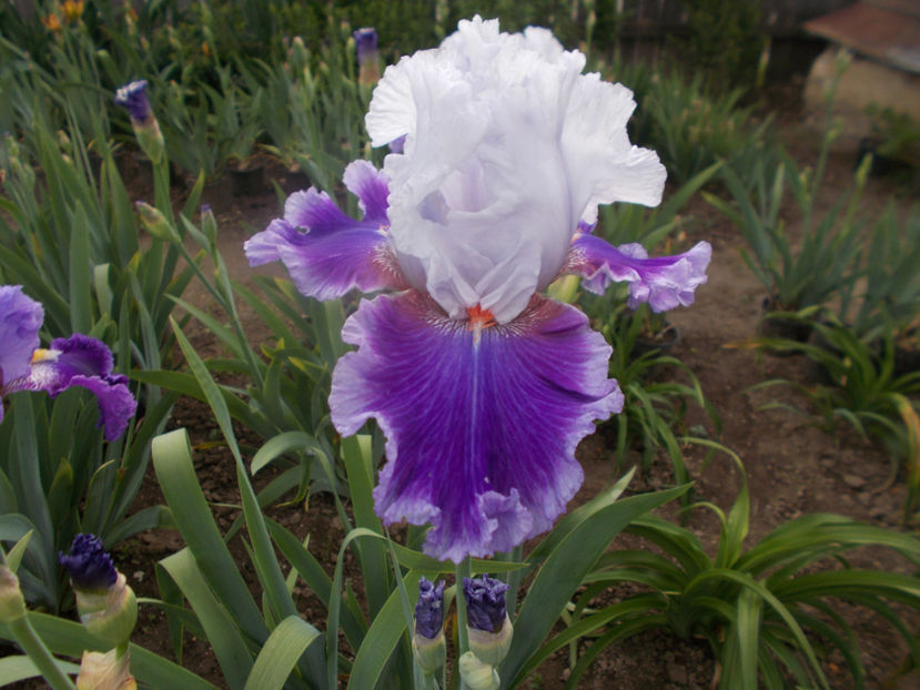 T-z-r5,2-racing heart-18 - IRISI INALTI SI MEDII DISPONIBILI IN-2023 capitol 1