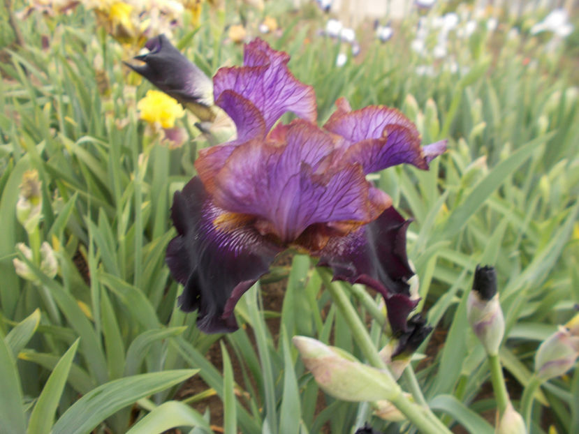 T-z-r6,6-one of a kind-20 - IRISI INALTI SI MEDII DISPONIBILI IN-2023 capitol 1