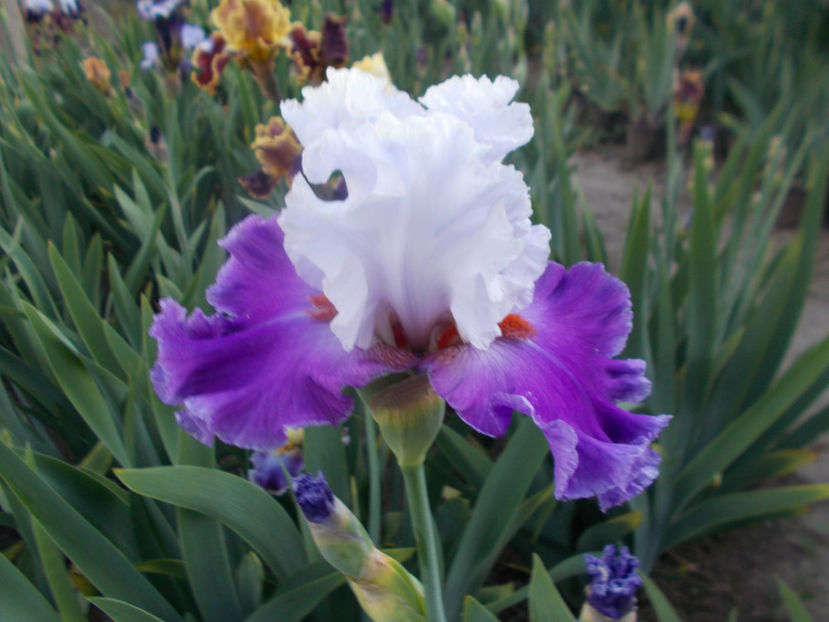 T-z-r5,1-polka-20 - IRISI INALTI SI MEDII DISPONIBILI IN-2023 capitol 1