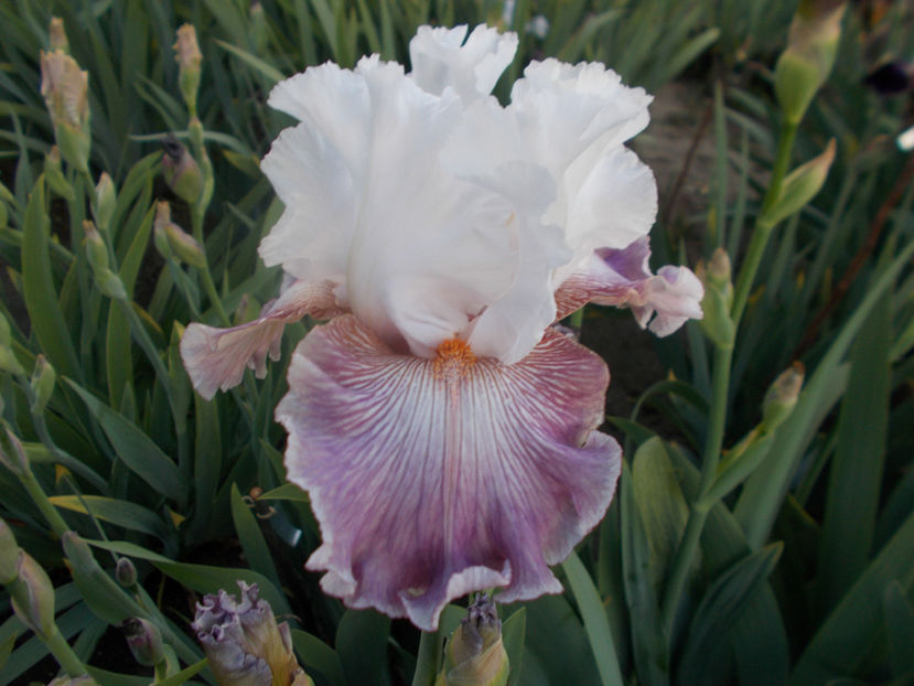 T-z-r7,5-sharp edge-18 - IRISI INALTI SI MEDII DISPONIBILI IN-2023 capitol 1