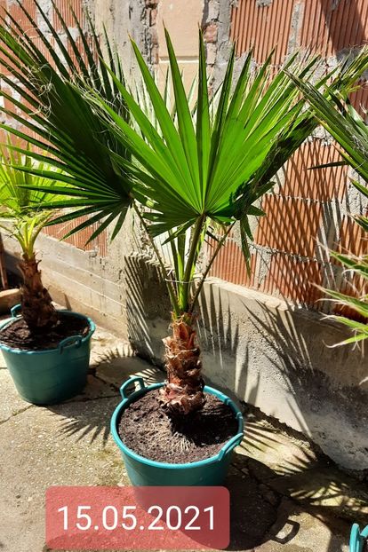 Sedinta foto  - Washingtonia robusta