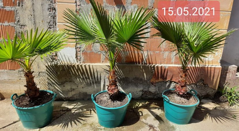 Cei 3 muschetari  - Washingtonia robusta