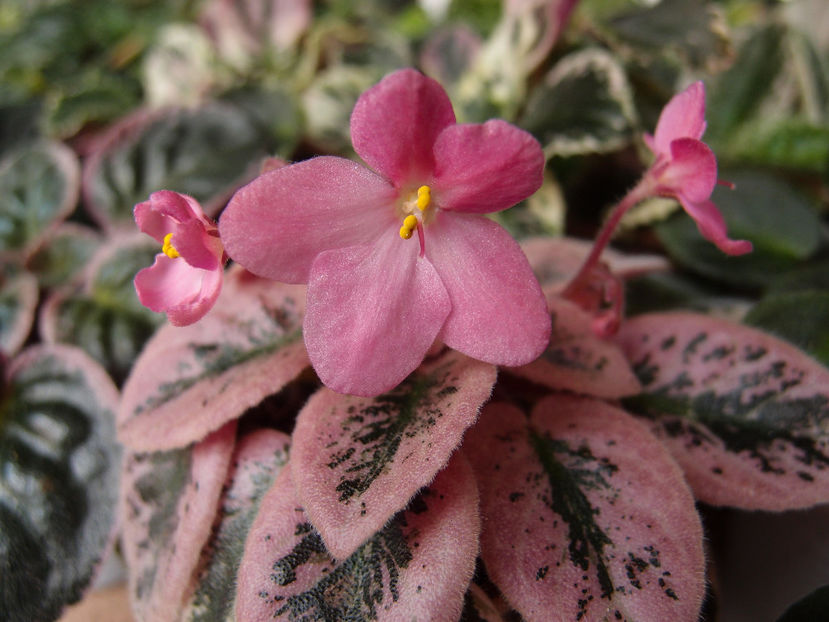 Macs Blowing Bubbles - a a Ghiceste varietatea 2021