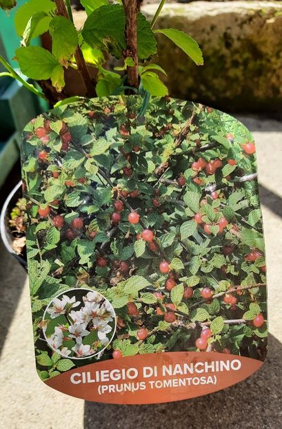 14.05.2021 - Cires Nanking