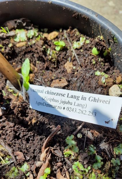  - Curmal chinezesc Lang