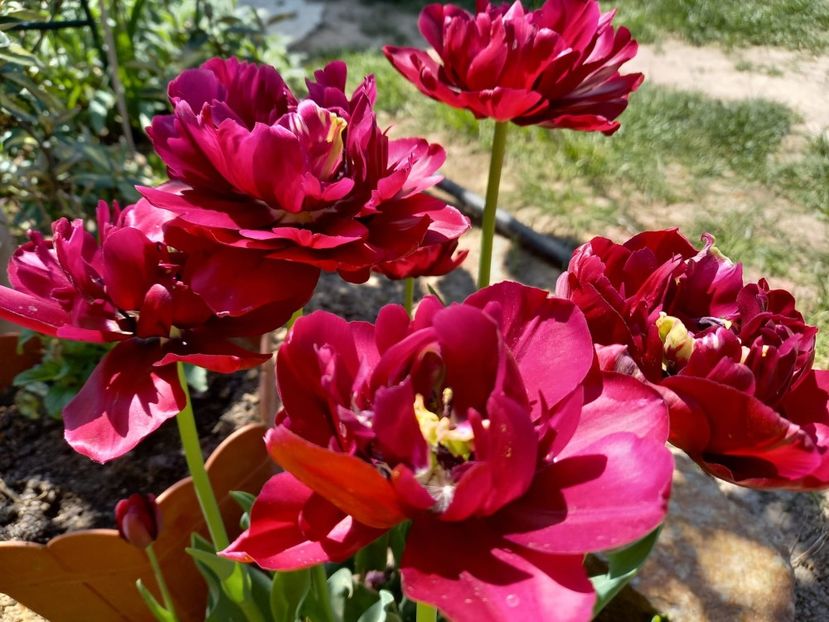 IMG-20210514-WA0018 - plante de primavara