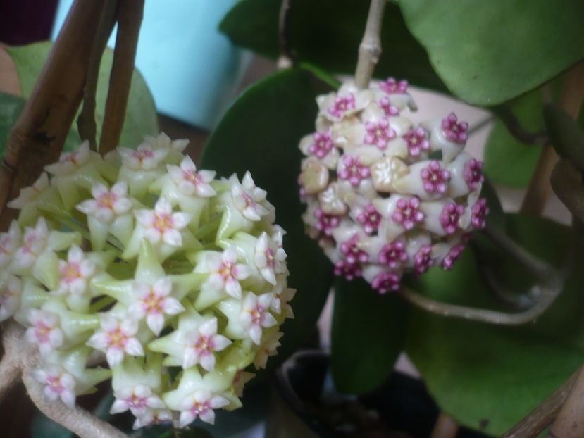 P1470881 - HOYA 2021-1