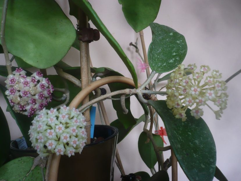 P1470883 - HOYA 2021-1