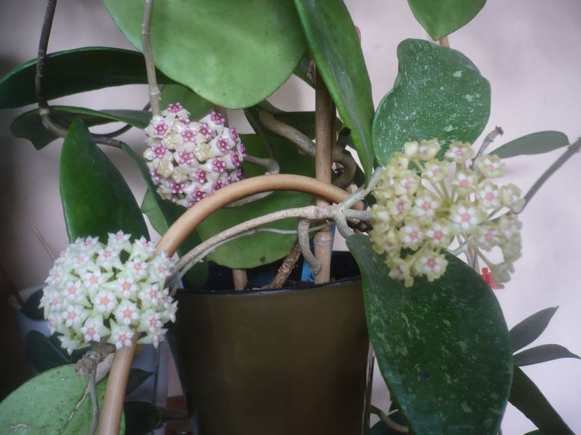 P1470884 - HOYA 2021-1