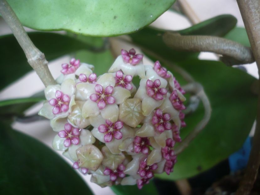 P1470885 - HOYA 2021-1