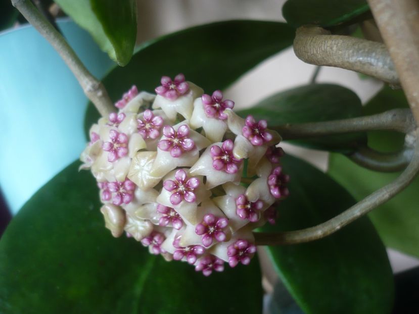 P1470886 - HOYA 2021-1