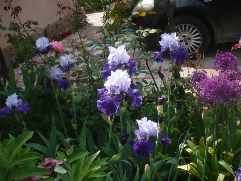 P1470894 - GRADINA 2021
