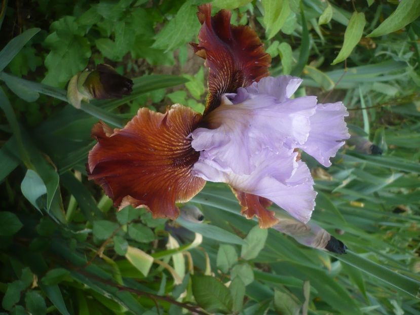 P1470914 - GRADINA 2021