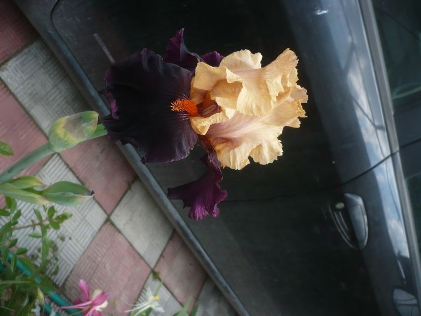 P1470915 - GRADINA 2021