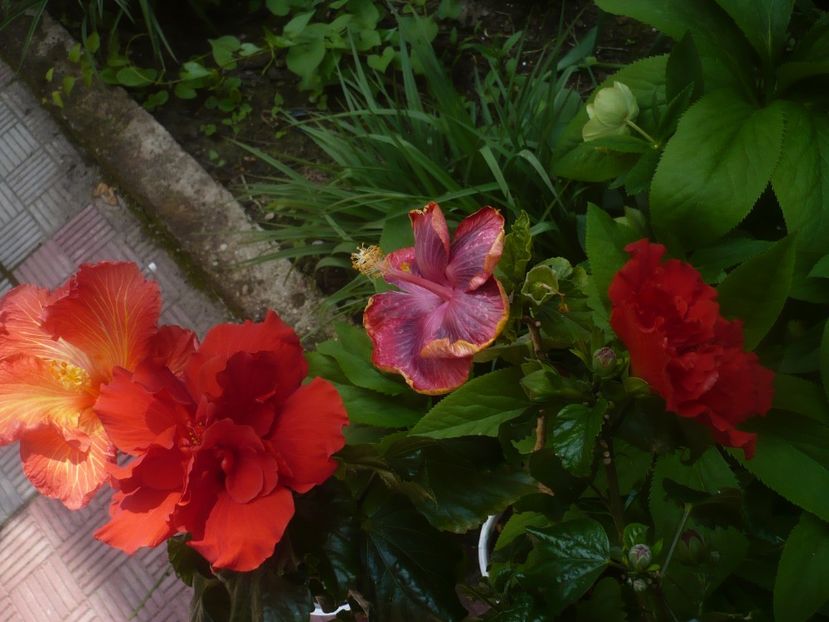 P1470922 - HIBISCUSI 2021-1