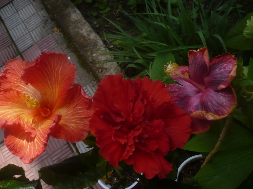 P1470923 - HIBISCUSI 2021-1