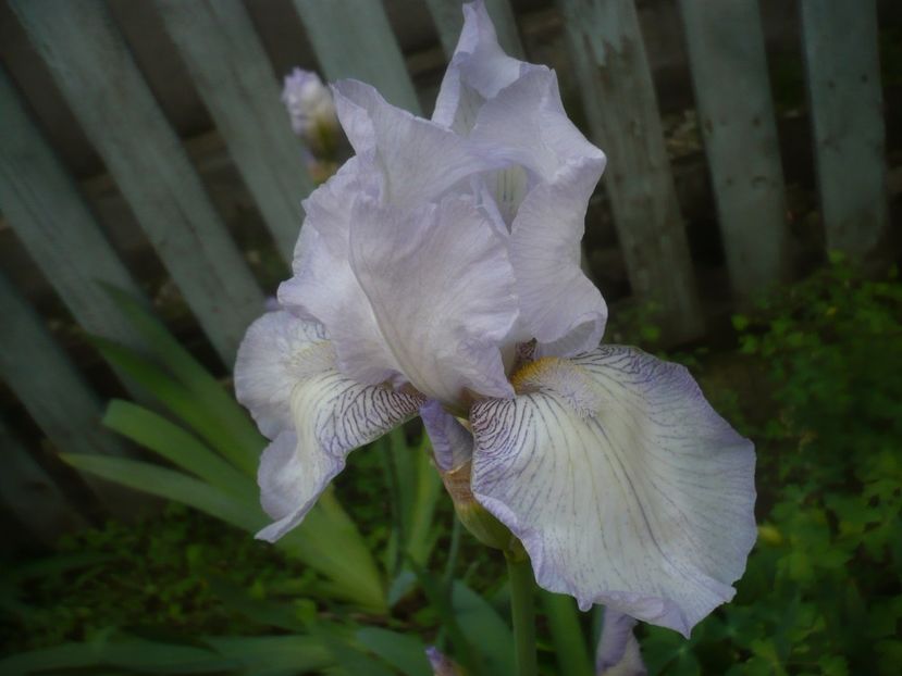 P1470926 - GRADINA 2021