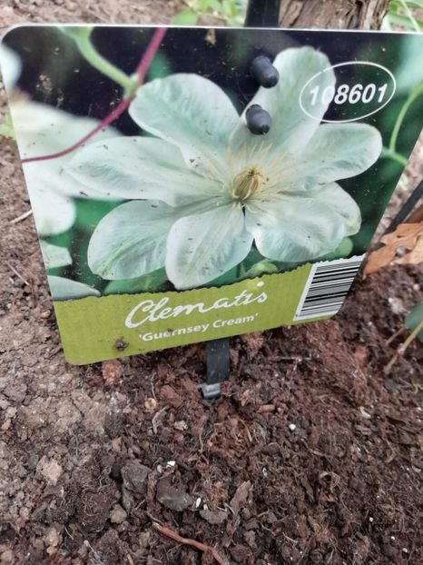 2021-04.-Lidl - 30 Guernsey cream