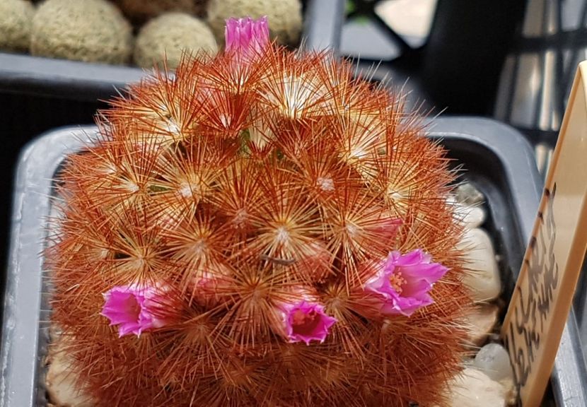 Mammillaria carmenae-inceput timid - Mammillaria