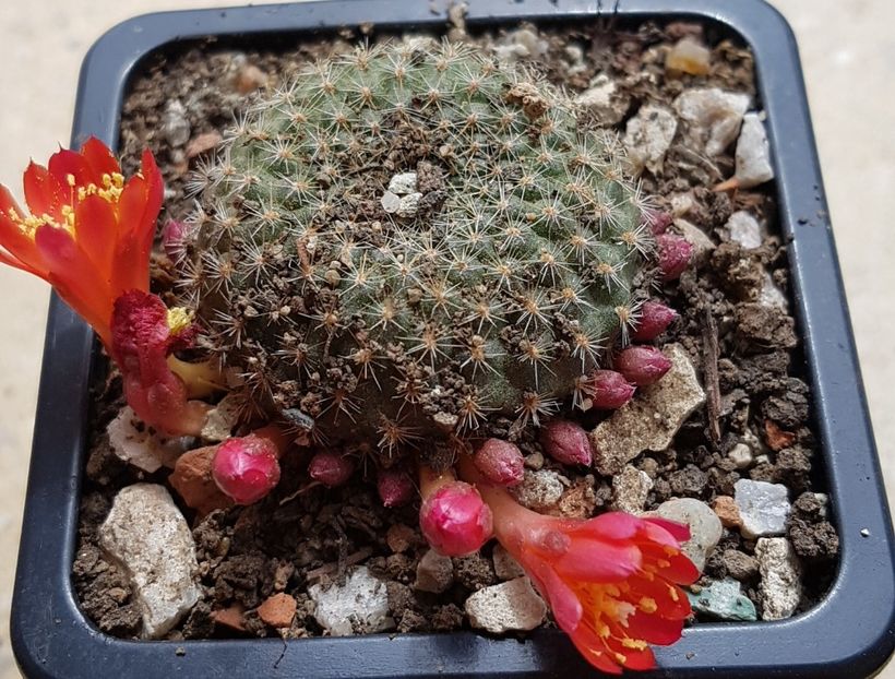  - Rebutia