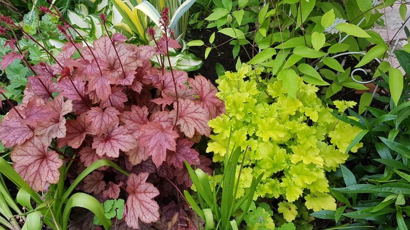 Heuchera Lime Marmalade si Carnival Fall - Mai 2021