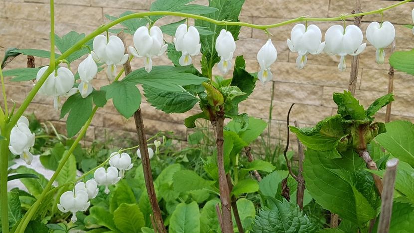 Dicentra - Mai 2021