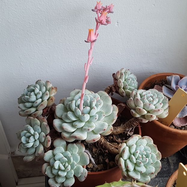 Echeveria Cuspidata Zaragoza cu flori - Echeveria