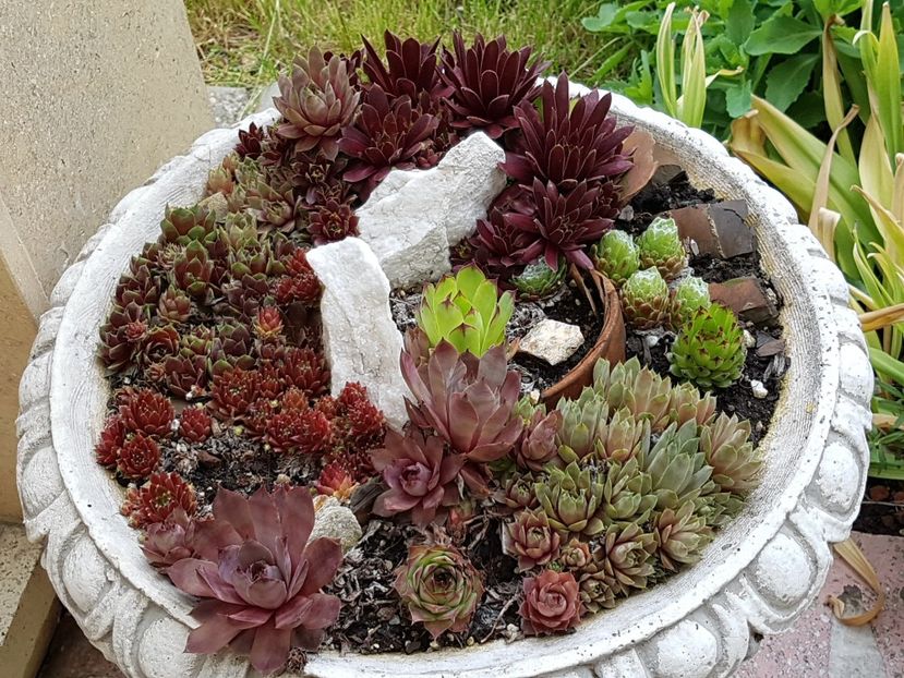 Sempervivum-aranjamentele rezista! - Suculente de exterior 2018-2021