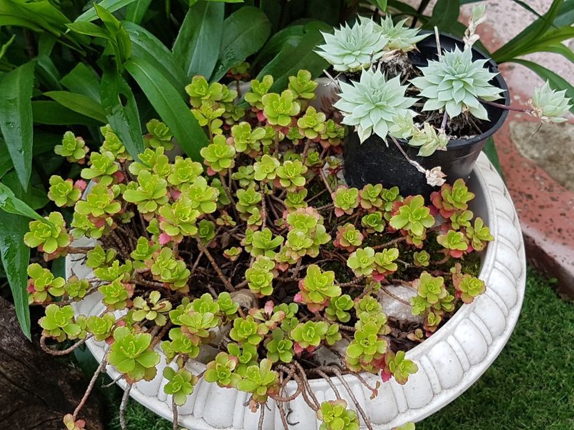 Sedum kamtschaticum si graptopetalum Mc Dougalli - Suculente de exterior 2018-2021