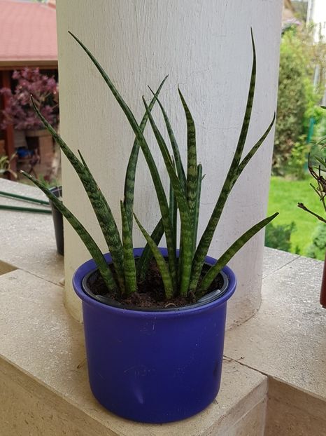 Sansevieria Fernwood - Sansevieria