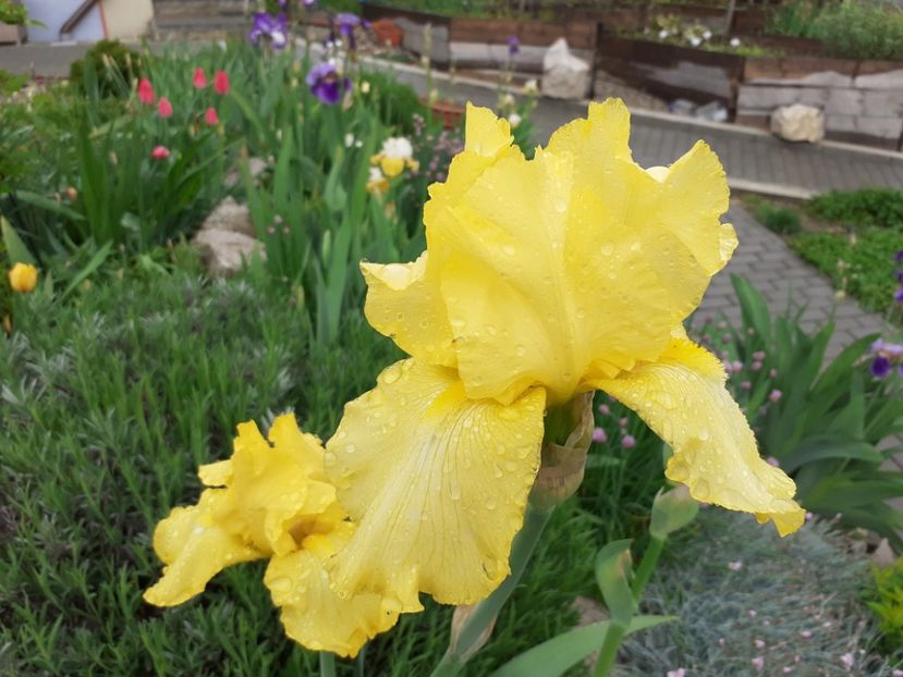 Rising moon - Iris 2021