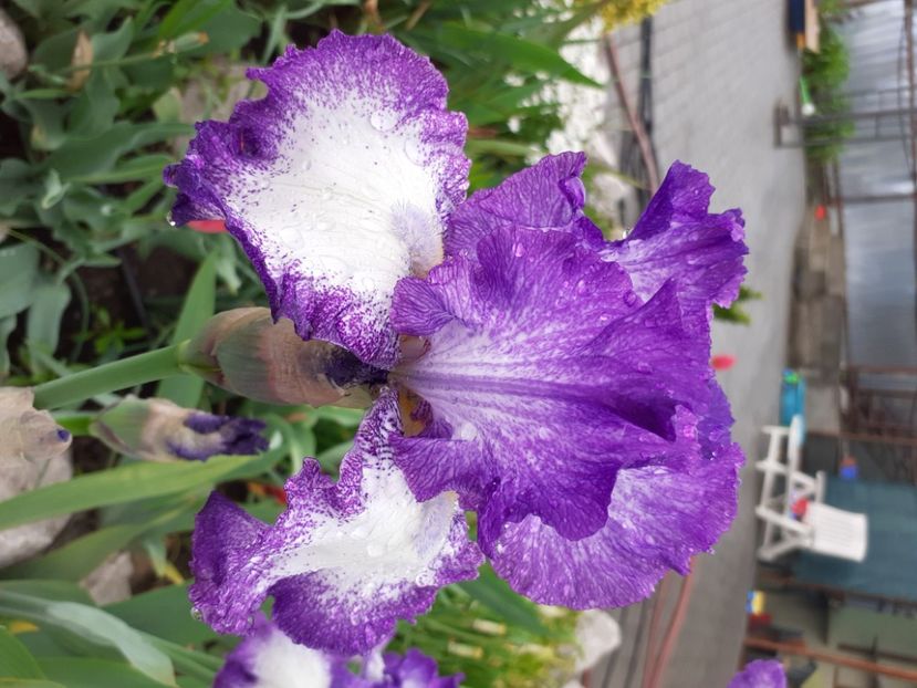 Jesse's Song - Iris 2021